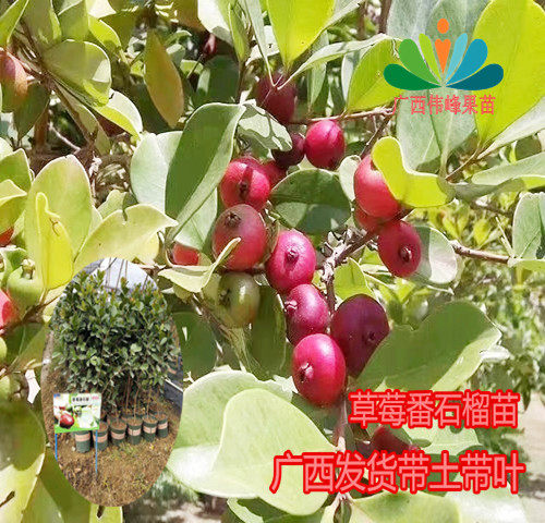 四季草莓红色庭院盆栽番石榴苗