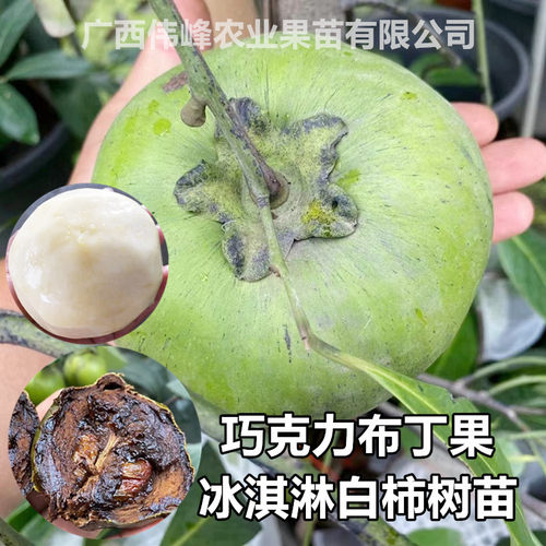 巧克力黑柿苗嫁接冰淇淋白柿果树