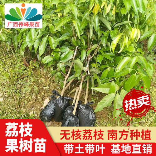 嫁接苗当年结果无核荔枝