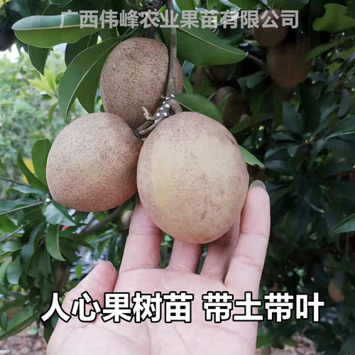 四季盆栽人心果当年结果树苗