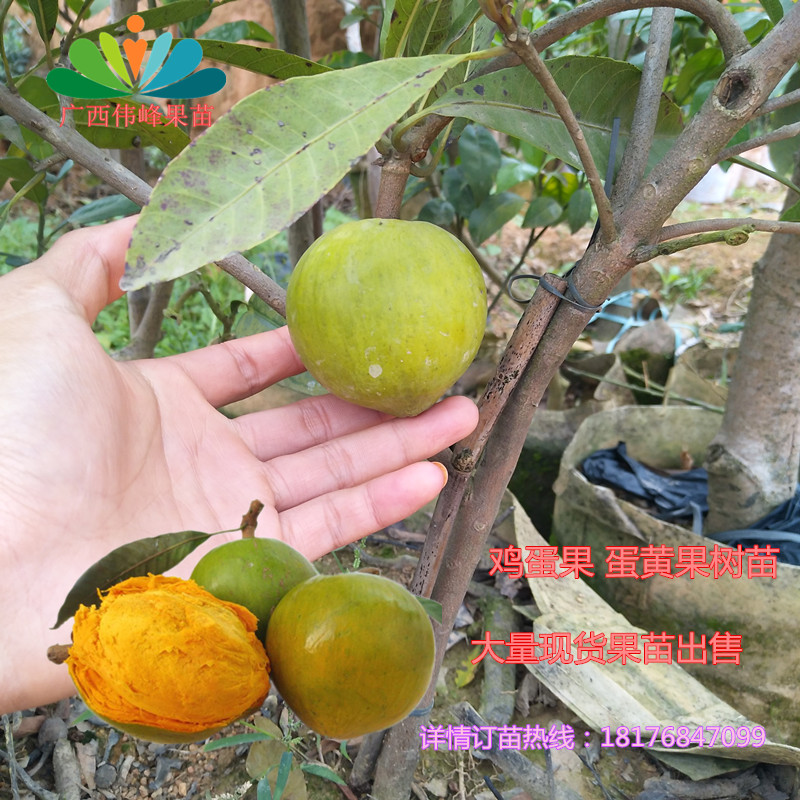 海南四季盆栽庭院种植鸡蛋果新品