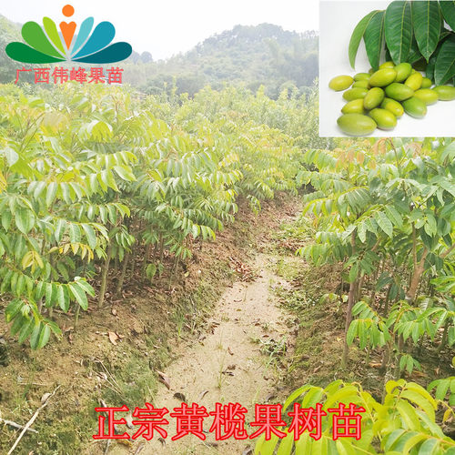 橄榄黄榄黑榄正品南方带土嫁接苗