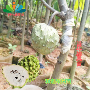 释迦果苗番荔枝果苗凤梨释迦果树嫁接苗南方种植栽盆栽地当年结果