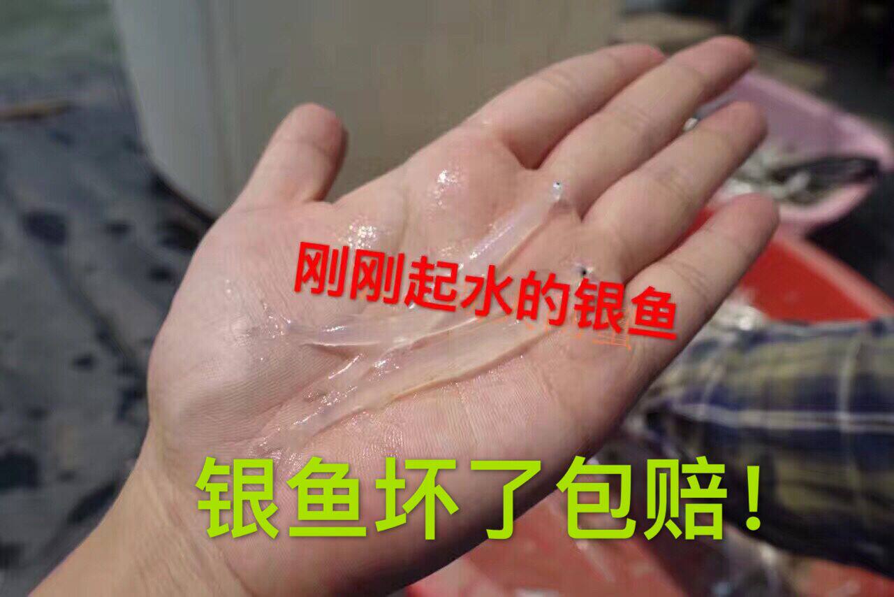 新鲜银鱼 面条鱼 淡水小银鱼 孕妇宝宝辅食补钙 包邮顺丰