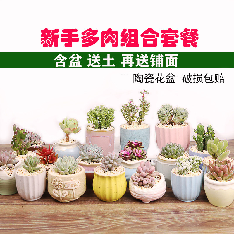 多肉植物带土包邮多少钱 多肉植物带土包邮优惠券免费领取 有条鱼