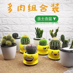 仙人掌类超萌仙人球多肉绿植物室内电脑桌面开花小盆栽组合套餐