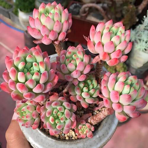 蓝苹果多肉植物老桩大颗好