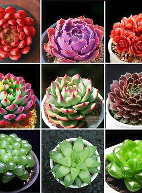 多肉植物套餐含带盆肉肉组合室内小盆栽精品玉露大颗好养花卉绿植