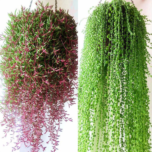 多肉植物情人泪吊兰盆栽紫玄月