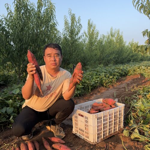 新三农老姚哈密冰糖蜜薯红蜜薯17元一箱现挖现发