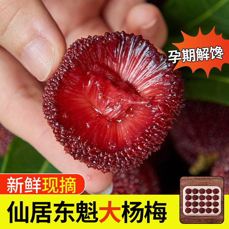 正宗浙江仙居东魁大杨梅礼盒装