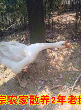 老鹅农家散养整只新鲜肉现杀