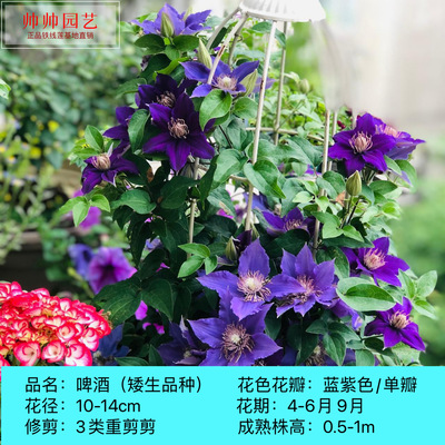 帅帅园艺【新品矮生大道】不爬藤盆栽可垂吊四季种植株型紧凑