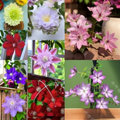 藤本爬藤植物 一加仑苗阳台盆栽户外栽培四季 帅帅园艺 带盆中苗