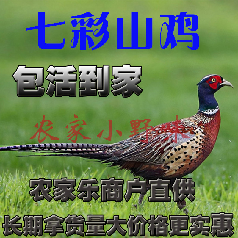 好看漂亮包活到家七彩山鸡