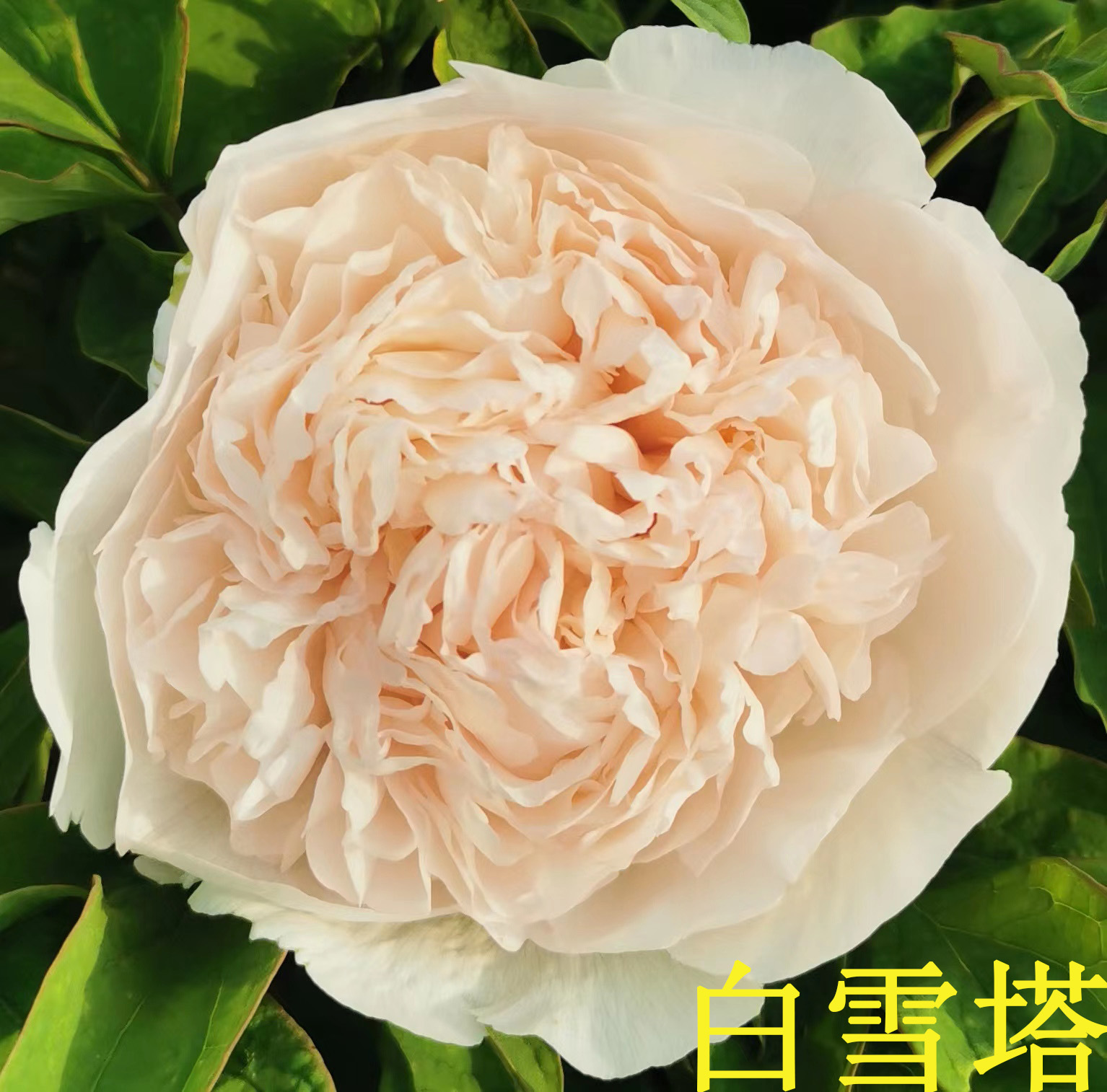 牡丹花苗正宗菏泽香玉花卉重瓣植物卧室吸甲醛盆栽净化空气木本花