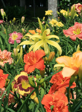 虹越萱草花苗忘忧草盆栽多年生进口四季南北方耐寒耐热植物花卉苗