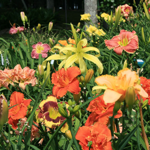 虹越萱草花苗夏秋耐寒热花园庭院