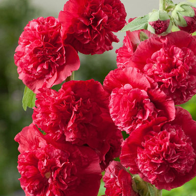 重瓣蜀葵花苗盆栽花彩阳台庭院室外好养线性冬季耐寒宿根花卉