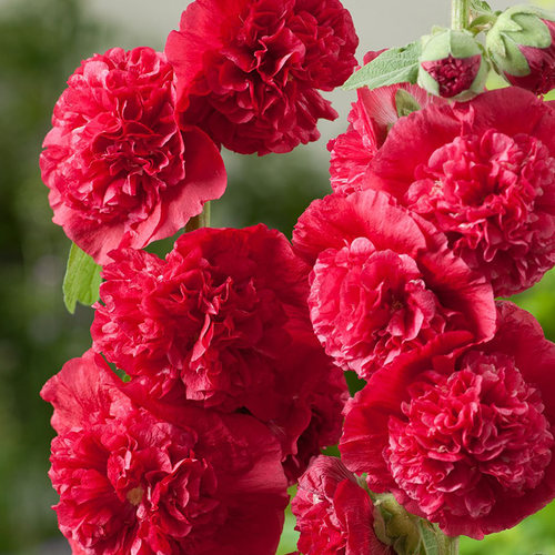 重瓣蜀葵花苗盆栽花彩阳台庭院室外好养线性冬季耐寒宿根花卉