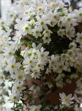 虹越常绿铁线莲苹果花银币盆栽耐寒爬藤爬墙多季花好养丰花小苗