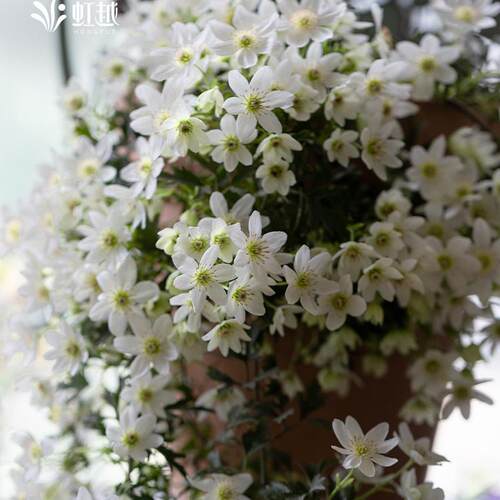 虹越常绿铁线莲苹果花银币