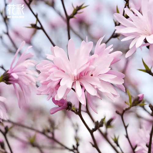 花彩星花玉兰树苗庭院地栽木兰花