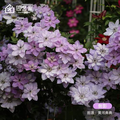 园艺家铁线莲乌托邦盆栽花苗爬藤