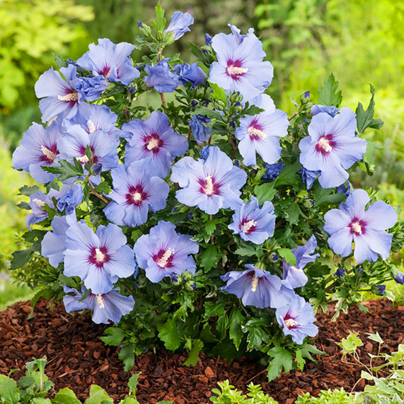 【直播】虹越进口木槿花盆栽苗庭院花园耐寒耐热勤花木本灌木树苗 - 实物图
