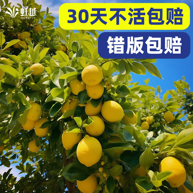 柠檬树果树虹越观赏食用常绿