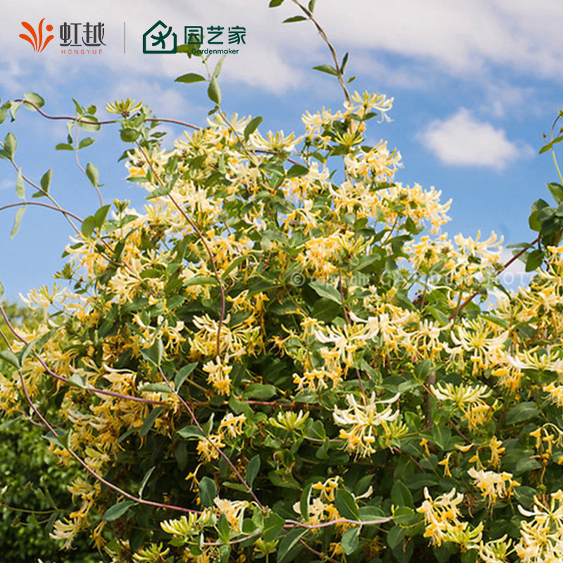 金银花虹运绵绵多年生可食用庭院芬芳落叶藤本花卉可泡花茶盆栽苗,鲜花速递/花卉仿真/绿植园艺,观叶 /花灌木,淘宝优惠券,粉丝福利购,淘宝优惠卷