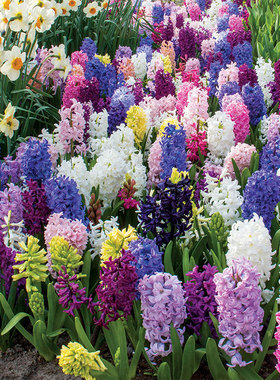 风信子种球荷兰进口水培土培可盆栽花园阳台新手球根花卉浓香虹越