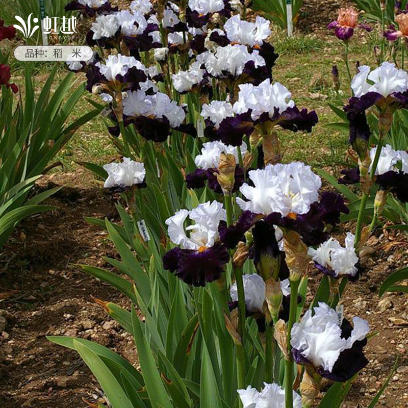 德国鸢尾花苗裸根苗虹越花园玫瑰旋涡多年生花园耐寒耐旱草本种球