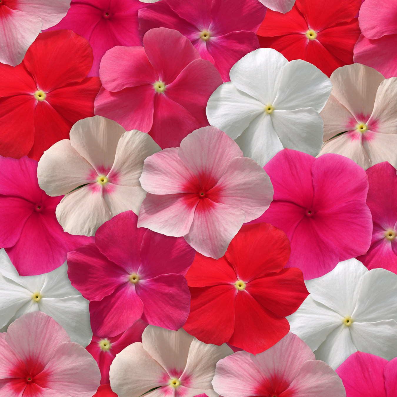 花彩长春花盆栽苗庭院花园阳台花时令草本花卉
