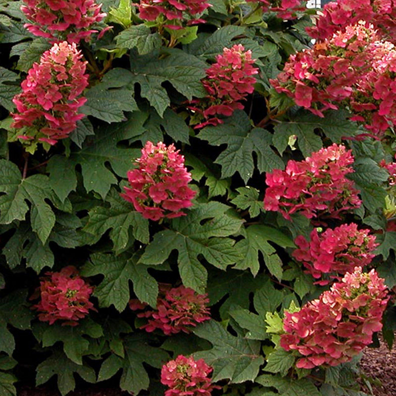 栎叶绣球红宝石拖鞋盆栽苗虹越庭院花园可切花耐寒花灌木绣球花