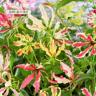 花彩进口嘉兰百合种球裸根多年生藤本阳台庭院盆栽春季花期长预卖