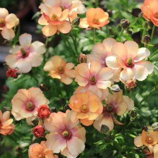 2026虹越进口花毛茛裸根种球蝴蝶巨星洋牡丹多年生花球好养活预卖