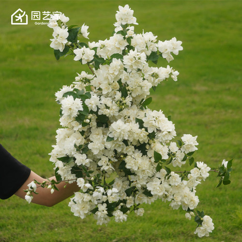 园艺家金叶山梅花多年生耐热耐寒丰花蜜源庭院花园好养灌木盆栽苗