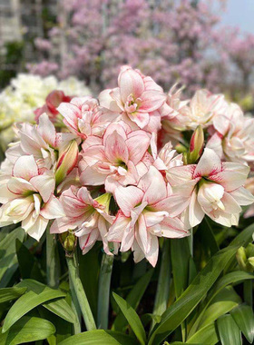 荷兰朱顶红种球进口单重瓣多年生阳台花卉双梦精灵舞后24年进口球