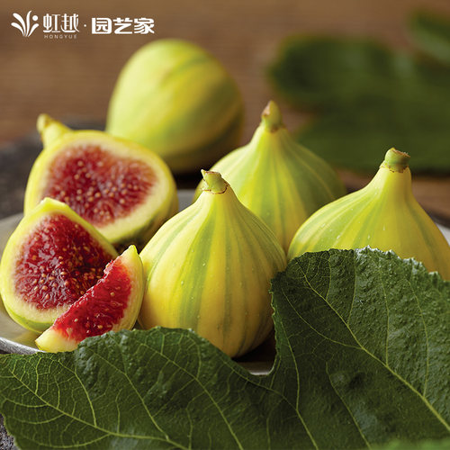 花彩无花果树果苗盆栽阳台庭院种植虫害少座果率高南北方皆可种植