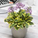 玉簪裸根苗虹越进口多年生庭院花园耐阴耐寒观叶种球盆栽花苗预卖