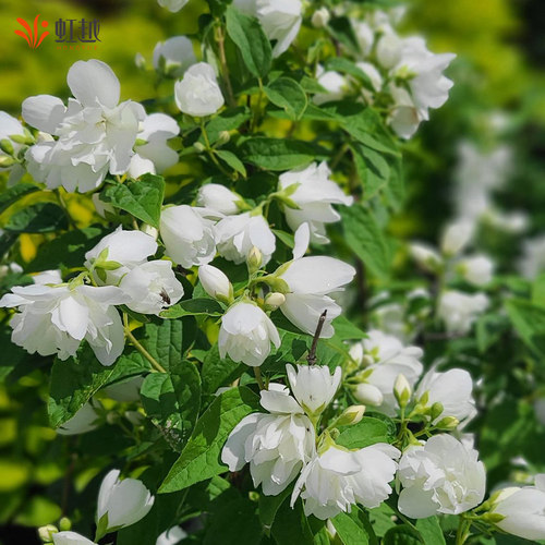 虹越进口山梅花多年生耐热耐寒好养丰花香蜜源庭院花园灌木盆栽苗