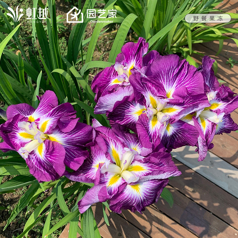 玉蝉花苗黄菖蒲裸根苗大花菖蒲虹越进口花园植物宿根鸢尾花卉种球