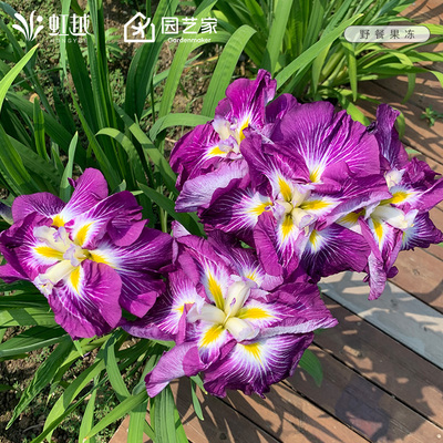 玉蝉花苗黄菖蒲裸根苗大花菖蒲虹越进口花园植物宿根鸢尾花卉预卖