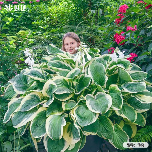 虹越玉簪花苗盆栽多年生庭院阳台花园植物耐阴耐寒绿植盆栽观叶花