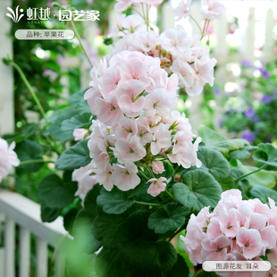 花彩苹果花天竺葵盆栽苗易爆花期长庭院花园耐热多年生常绿阳台