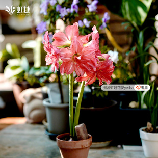 朱顶红芭蕾舞女进口重瓣种球花种子庭院阳台园艺虹越朱顶红花球