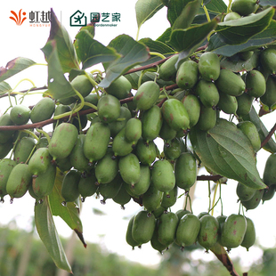 软枣猕猴桃树苗虹越库库瓦伊赛庭院盆地栽耐寒爬藤多年生水果树苗