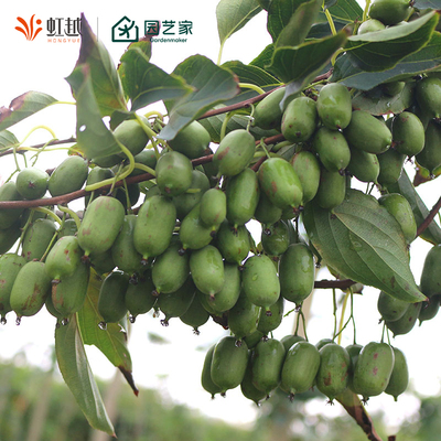 虹越多年生软枣猕猴桃树果苗盆栽