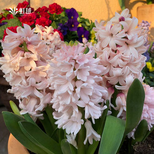 现货风信子种球荷兰进口水培土培阳台可盆栽新手球根花卉虹越花卉